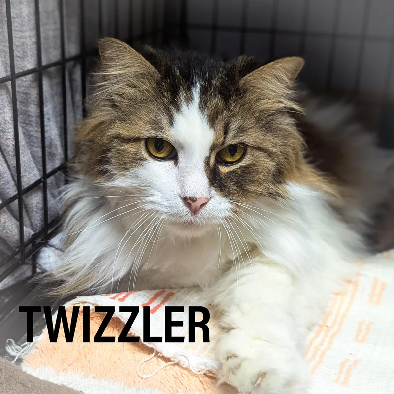 Twizzler thumbnail 2