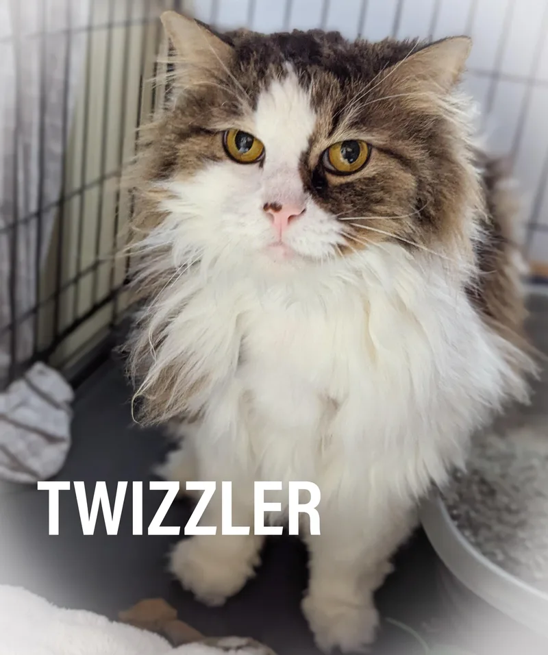 Twizzler thumbnail 3