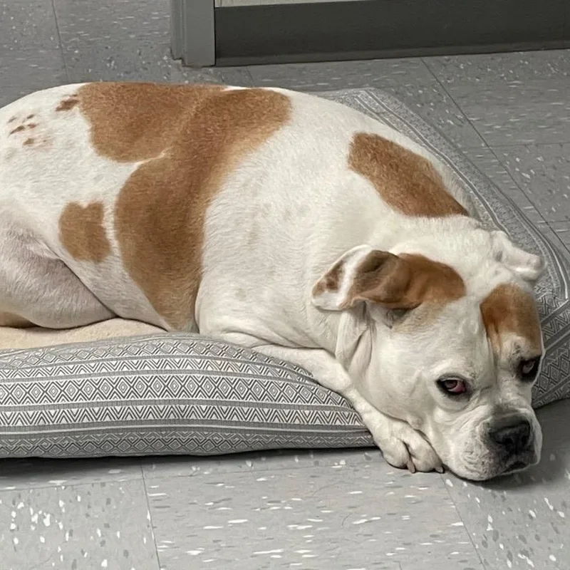 A senior large-sized female American Bulldog dog named Izzee for adoption in New Philadelphia, OH
