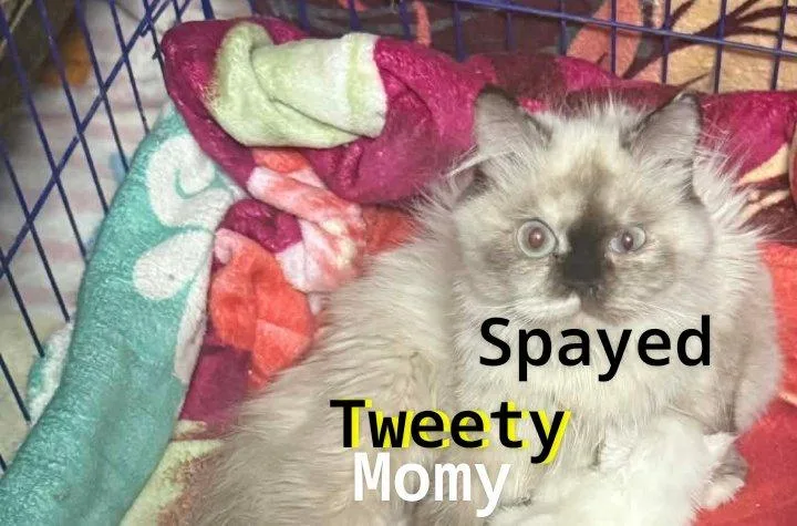 Tweety thumbnail 2