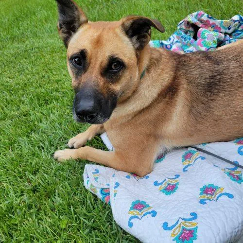 A young medium-sized female Brown / Chocolate Cattle Dog dog named Zilly for adoption in Leesburg, AL