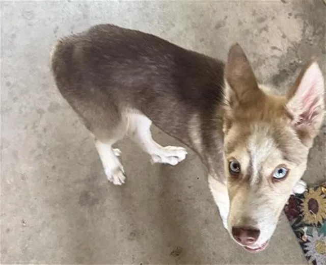 A young medium-sized male Husky dog named Raichu for adoption in San Antonio, TX
