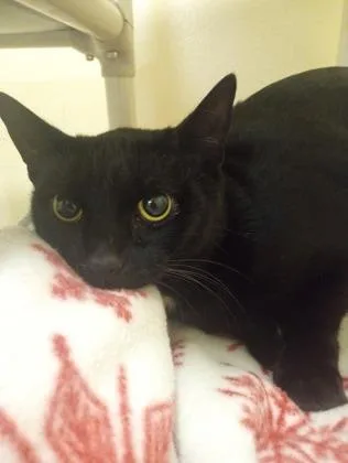 A young small-sized female Domestic Short Hair cat named Armchair for adoption in Everett, WA