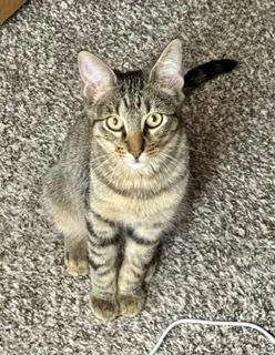 A young medium-sized male Tabby (Brown / Chocolate) Domestic Short Hair cat named Chipotle 'Chip' for adoption in Noble, OK