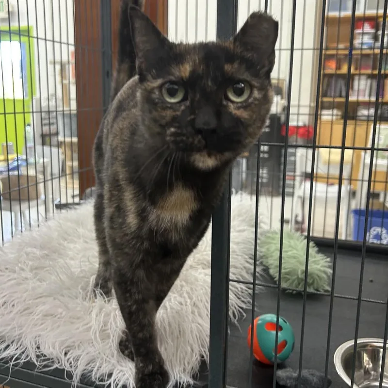 An adult small-sized female Tortoiseshell Domestic Short Hair cat named Malorie for adoption in Point Richmond, CA