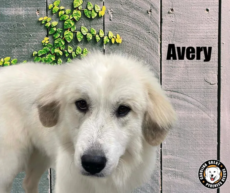 Avery
