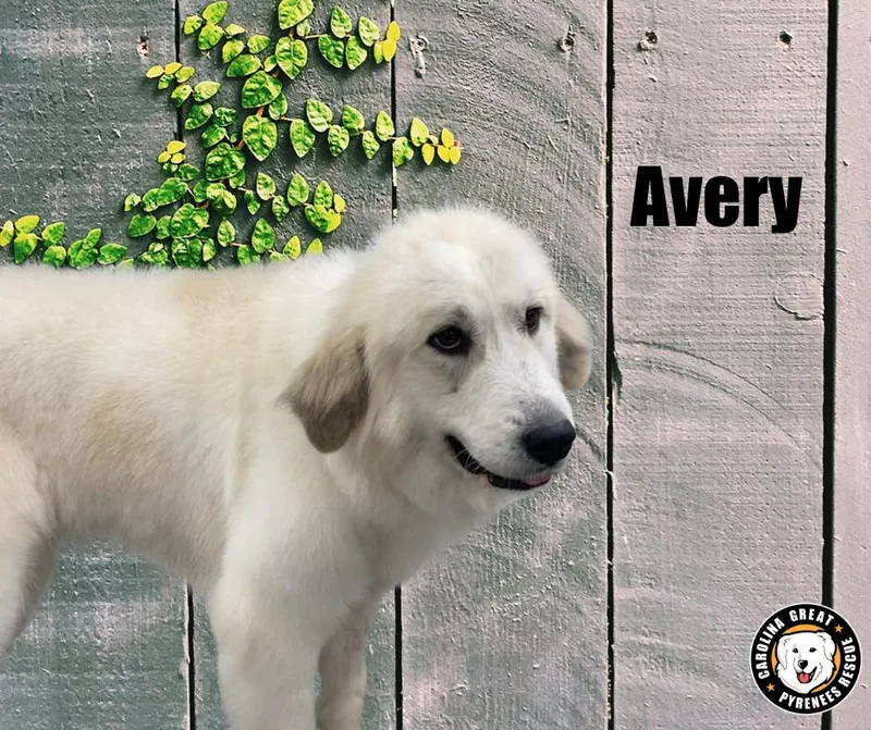 Avery thumbnail 2
