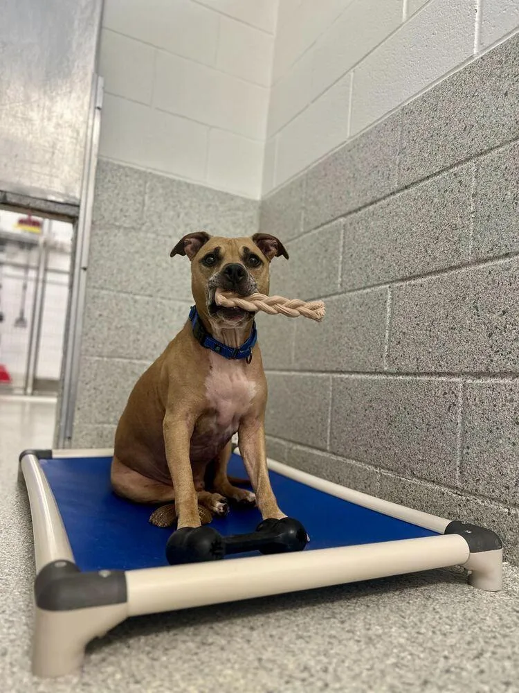 A senior large-sized male Tricolor (Brown, Black, & White) Pit Bull Terrier dog named Ryder for adoption in Bowling Green, OH