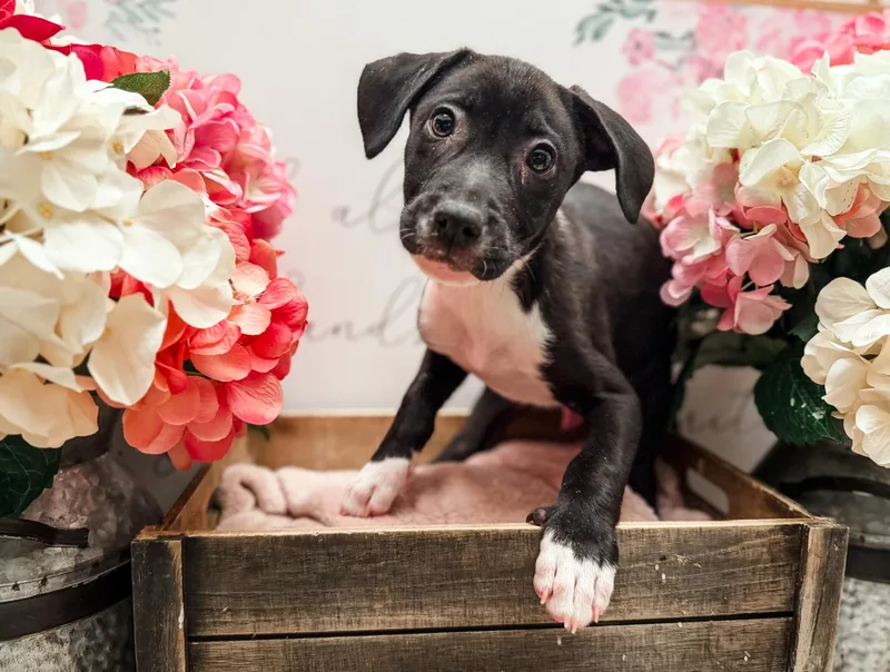 A young medium-sized male White / Cream Labrador Retriever dog named Bombay for adoption in Newberg, OR