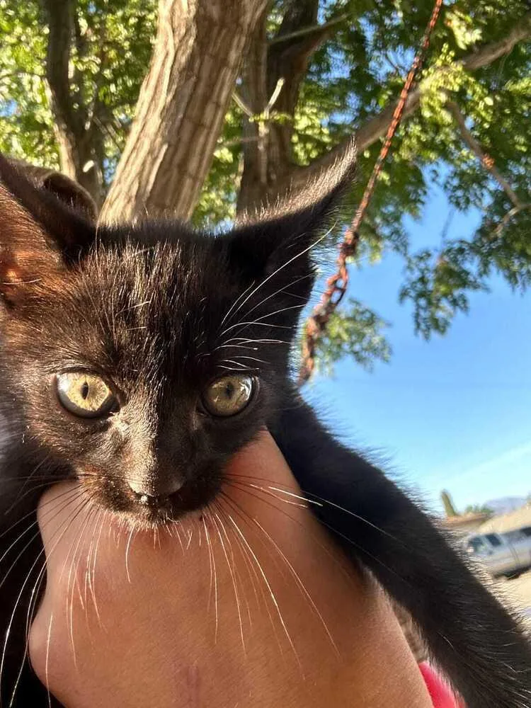 A baby small-sized female Black Domestic Medium Hair cat named Shuri for adoption in Calimesa, CA