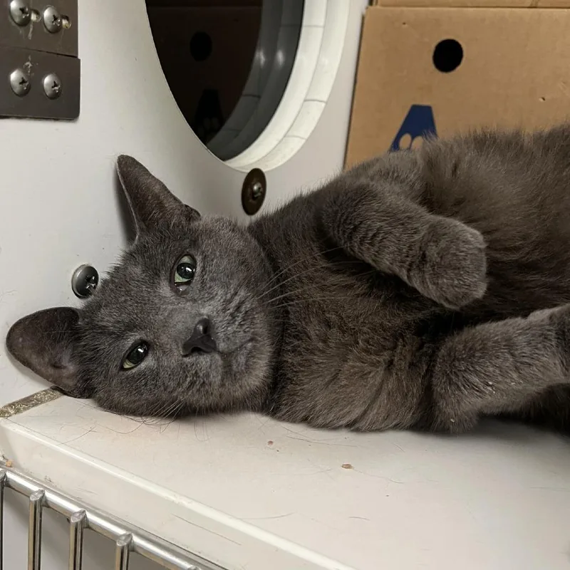 An adult medium-sized male Gray / Blue / Silver Domestic Short Hair cat named Billy for adoption in Novelty, OH