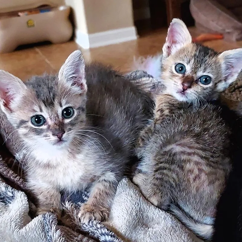 A baby small-sized female Gray / Blue / Silver Domestic Short Hair cat named Hazel for adoption in San Antonio, TX