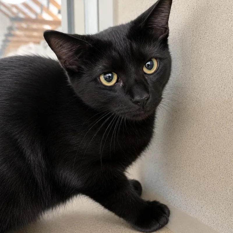A baby small-sized male Black Domestic Short Hair cat named Go on Git for adoption in Gloucester, VA