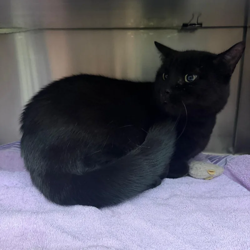 An adult large-sized male Black Domestic Short Hair cat named Panther for adoption in Hamburg, NY