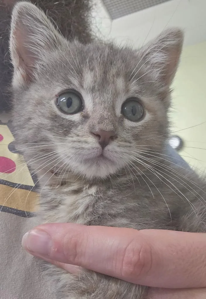 A baby small-sized female Domestic Short Hair cat named Baritone for adoption in Auburn, IN