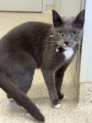 An adult medium-sized female Domestic Short Hair cat named Pearl for adoption in Lafayette, IN