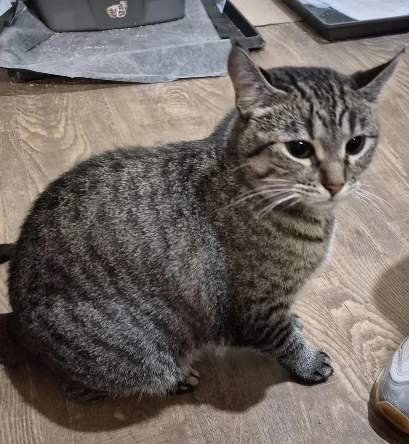 An adult medium-sized female Domestic Short Hair cat named Ellie for adoption in Owatonna, MN
