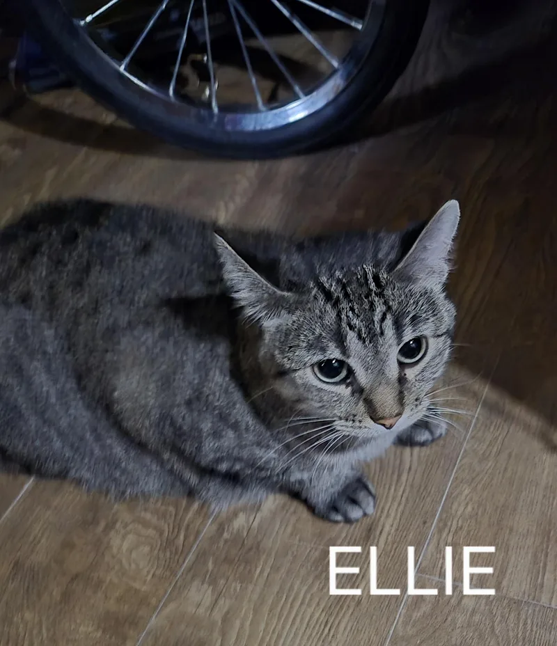 Ellie thumbnail 3