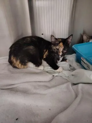 A young small-sized female Domestic Short Hair cat named Sadie for adoption in Clarks Summit, PA