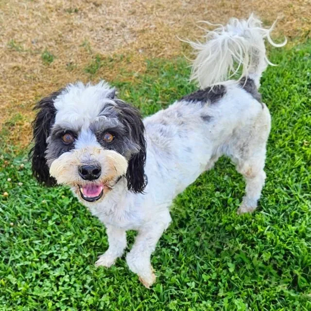 A senior small-sized male Poodle dog named Sherman for adoption in Camarillo, CA