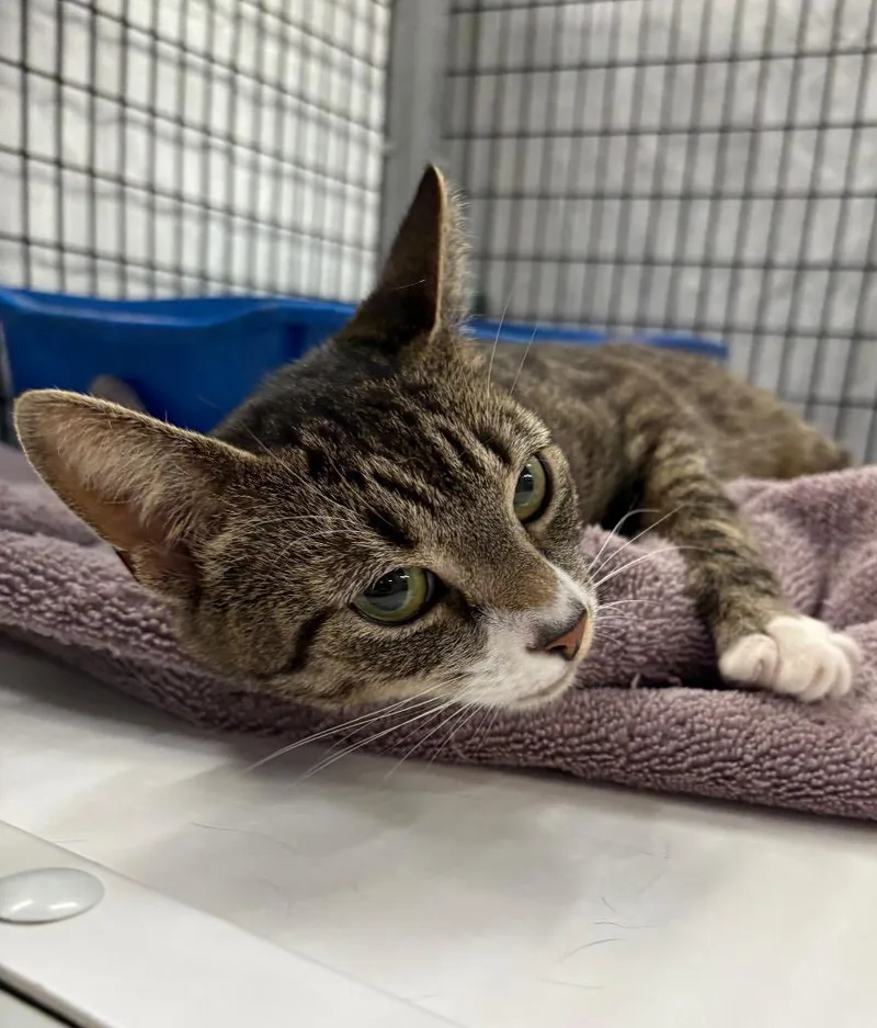 A young medium-sized female Domestic Short Hair cat named Kit T. Kat for adoption in Raleigh, NC