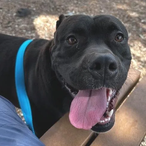 An adult medium-sized male Black Staffordshire Bull Terrier dog named Wrigley for adoption in Austin, TX