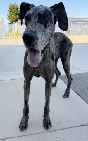 A young large-sized female Gray / Blue / Silver Great Dane dog named Cat Urgent And for adoption in Thousand Oaks, CA