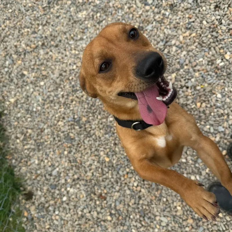 American Spirit thumbnail 6
