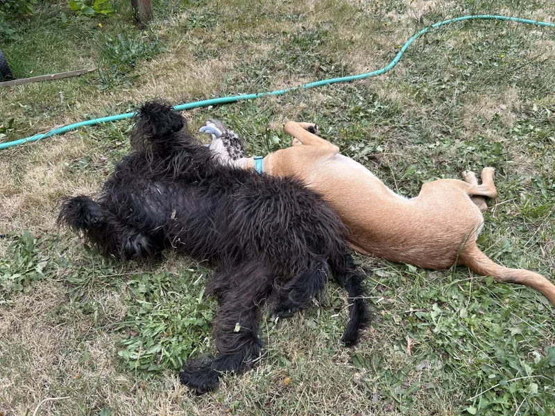 A young medium-sized male Golden German Shepherd Dog dog named Kenny for adoption in Austin, TX