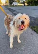 A young medium-sized female Bernedoodle dog named Cassie for adoption in Liverpool, NY