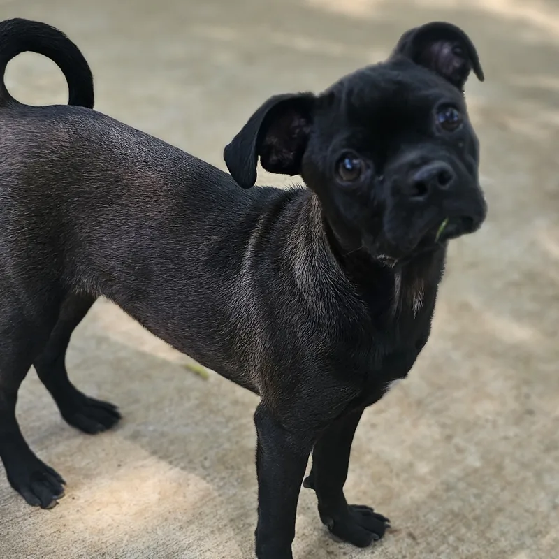 A young small-sized female Black Pug dog named Cali for adoption in Athens, AL