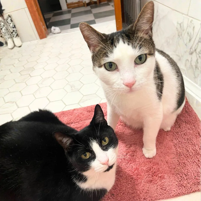 An adult medium-sized male Domestic Short Hair cat named Biff & Willy for adoption in Brooklyn, NY