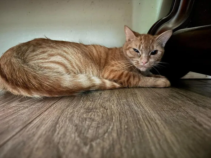 An adult medium-sized female Tabby (Orange / Red) Domestic Short Hair cat named Teenie for adoption in Orlando, FL