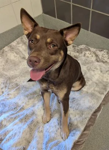 An adult medium-sized female Siberian Husky dog named Cherry for adoption in San Martin, CA
