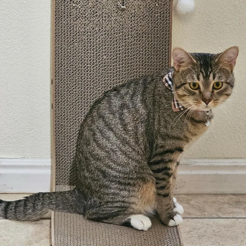 A young small-sized male Brown / Chocolate Domestic Short Hair cat named Bean Cowan for adoption in Eagle Mountain, UT