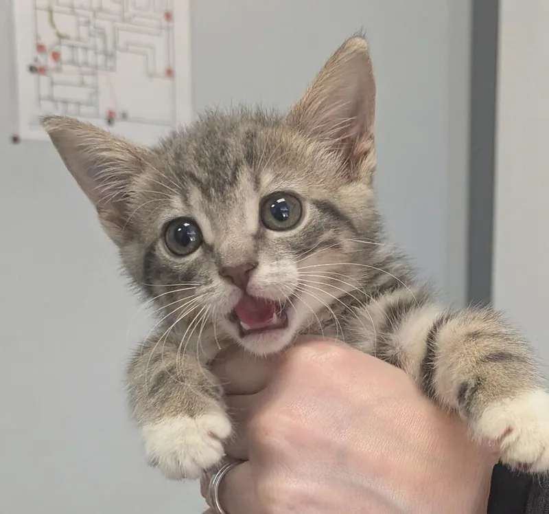 A baby small-sized female Gray / Blue / Silver Domestic Short Hair cat named Princess for adoption in Raleigh, NC
