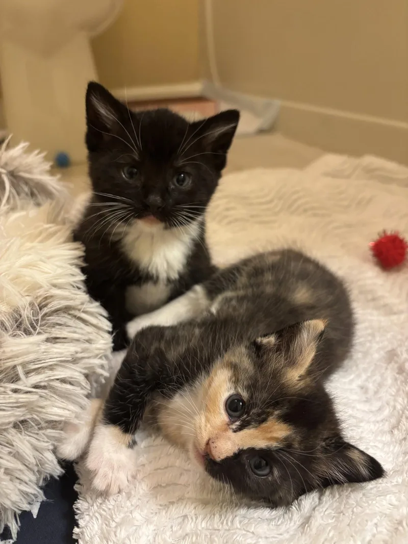 A baby medium-sized male Black & White / Tuxedo Tuxedo cat named Waylon for adoption in Buford, GA