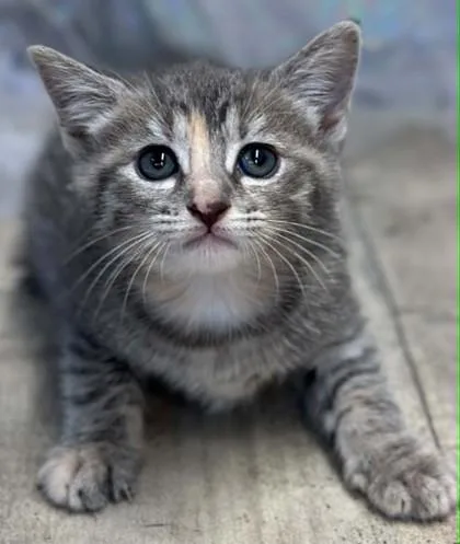 An adult small-sized female Domestic Short Hair cat named Nooni for adoption in Shreveport, LA