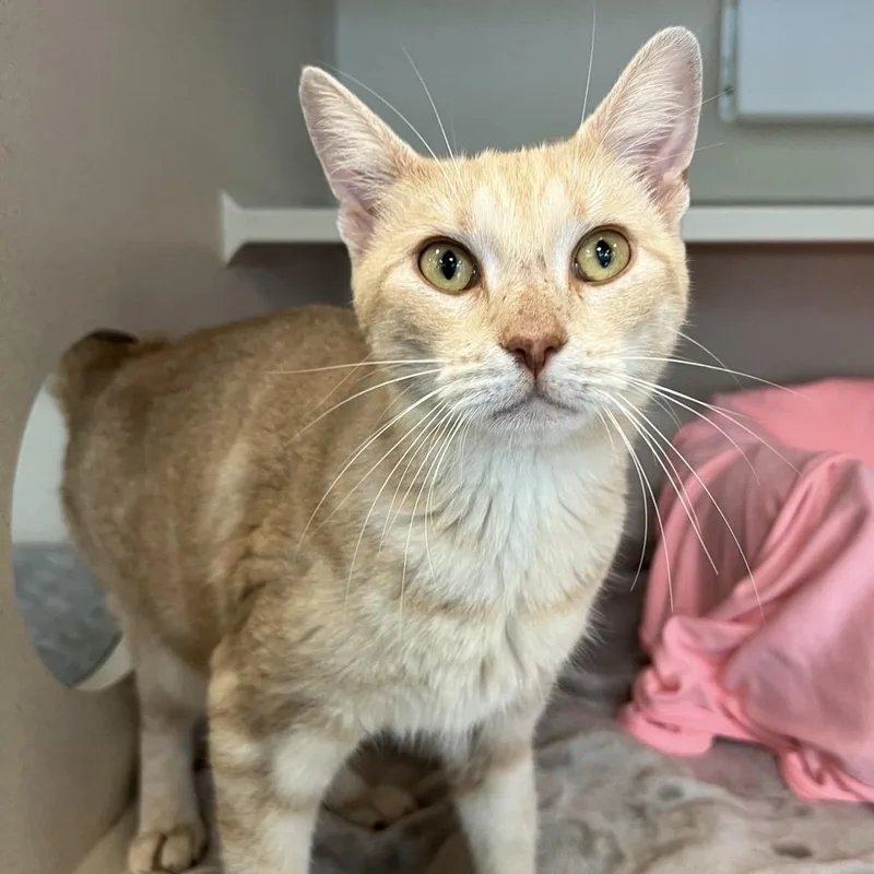 An adult medium-sized female White Domestic Short Hair cat named Freida McFadden for adoption in Eatontown, NJ