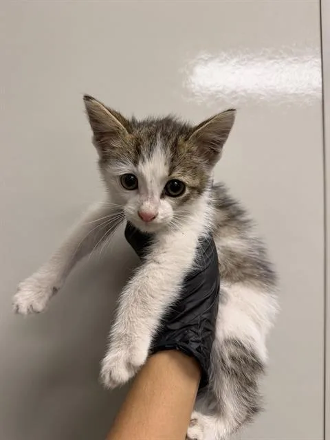 A baby small-sized male Domestic Short Hair cat named Tubby for adoption in Ontario, CA