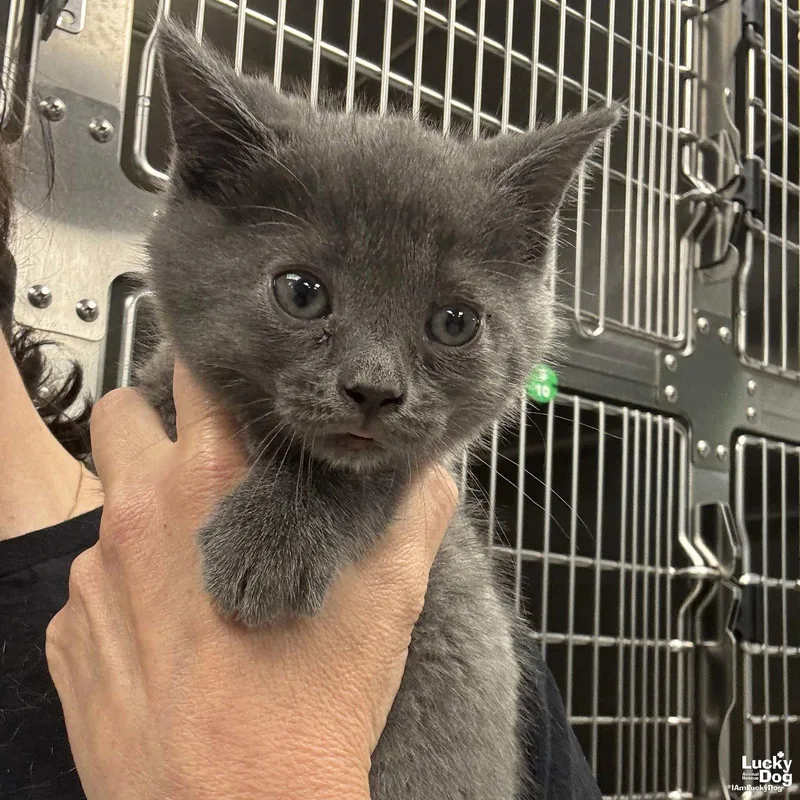 A baby medium-sized male Gray / Blue / Silver Domestic Short Hair cat named Patriot for adoption in Washington, DC