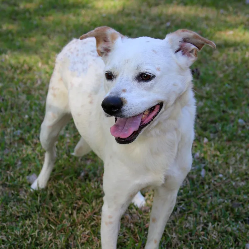 Snowflake S thumbnail 2