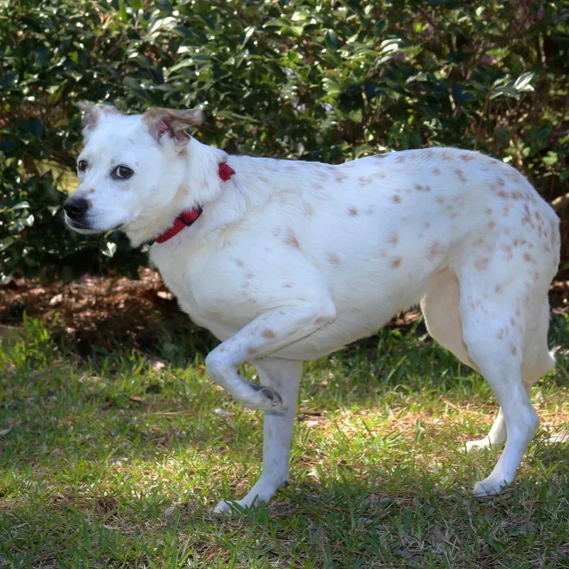 Snowflake S thumbnail 3