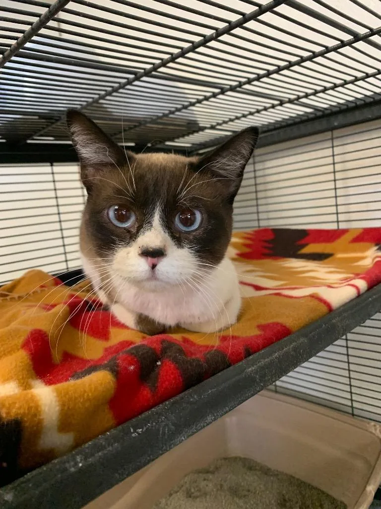 An adult medium-sized male Snowshoe cat named Sylvester for adoption in Tucumcari, NM