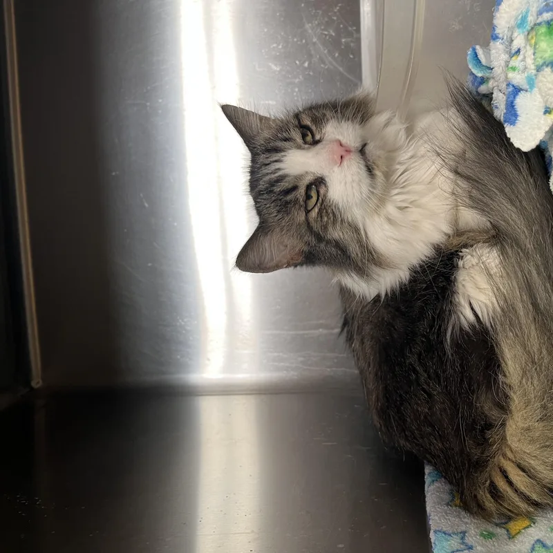 A senior large-sized female White Domestic Medium Hair cat named Sass for adoption in Washington, UT