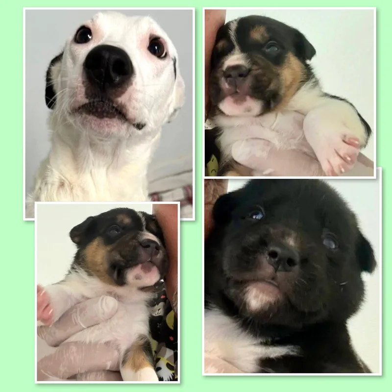 Callie & Puppies