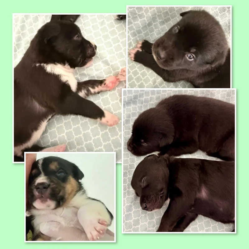 Callie & Puppies thumbnail 4
