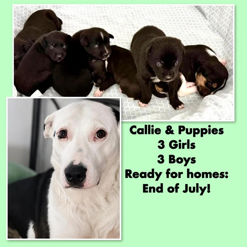 Callie & Puppies thumbnail 5