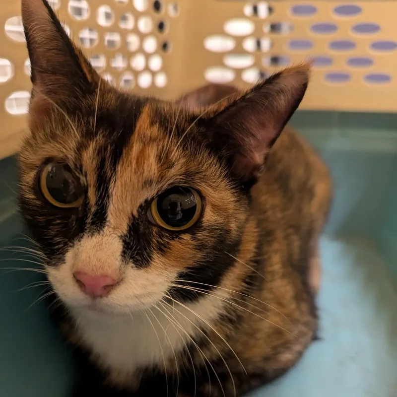 An adult medium-sized female Calico Domestic Short Hair cat named Betty Rubble for adoption in Charlottesville, VA