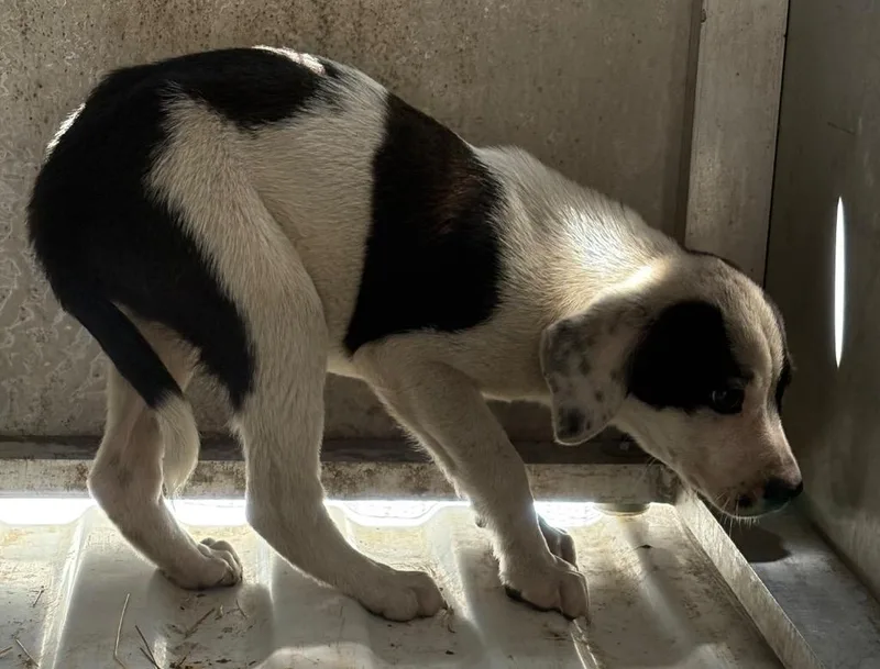 A young medium-sized female Mixed Breed dog named Jellybean for adoption in Effingham, SC